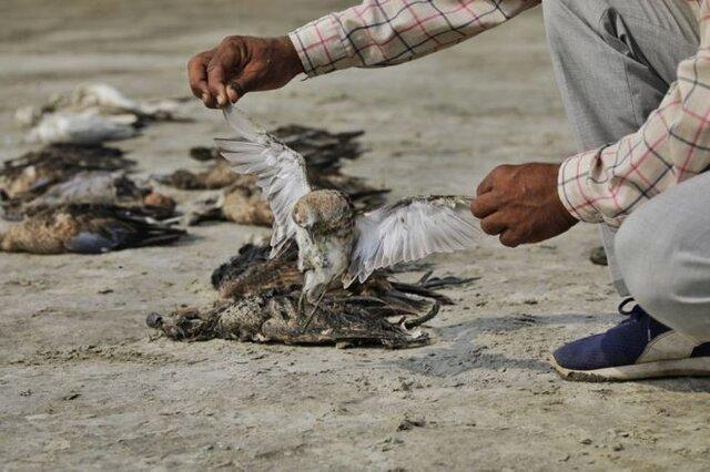 مرگ مشکوک هزاران پرنده در راجستان هند