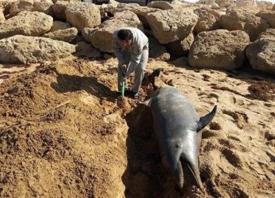 سیستان و بلوچستان، یک قطعه دلفین بینی بطری در دریای عمان تلف شد
