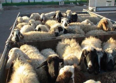 خبرنگاران 70 راس گوسفند فاقد مجوز در شهربابک کشف شد