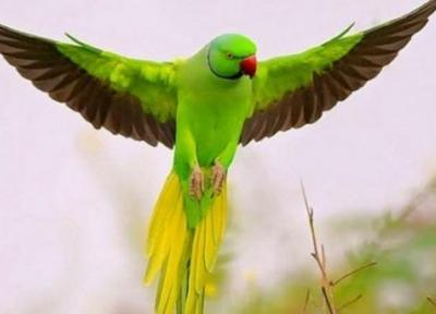 تقلید صدای انسان توسط این پرنده فوق العاده !