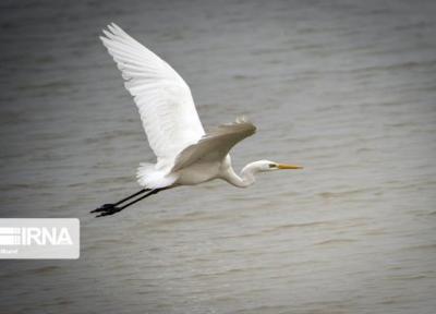 خبرنگاران اوج و فرود پرندگان مهاجر در حصار تهدیدهای محیط زیستی