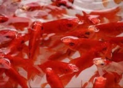 ماهی قرمز چه خطراتی برای بچه ها دارد؟