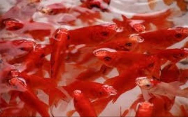 ماهی قرمز چه خطراتی برای بچه ها دارد؟