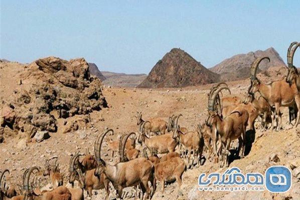 شکارگاه کوه سیاه یکی از دیدنی های استان بوشهر است