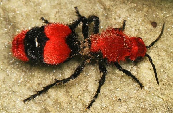 راز پنهان پشت ظاهر فربینده مورچه گاوکُش ، عکس