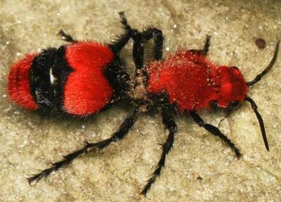 راز پنهان پشت ظاهر فربینده مورچه گاوکُش ، عکس