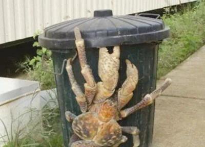 موجود عجیبی که در کنار یک سطل زباله پیدا شد!، عکس